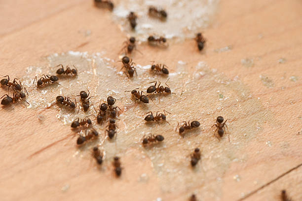 Best Exterminator Services  in Freeport, NY