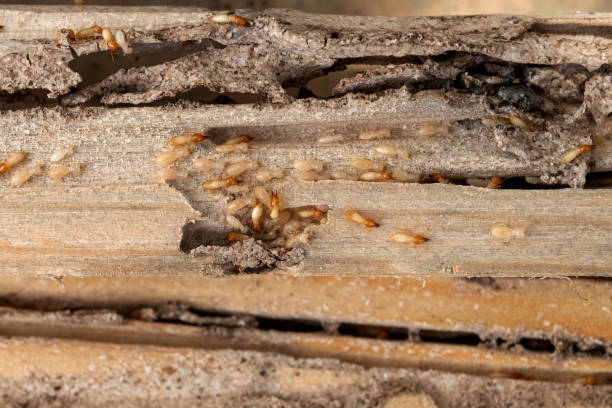 Best Mosquito Control Services  in Freeport, NY